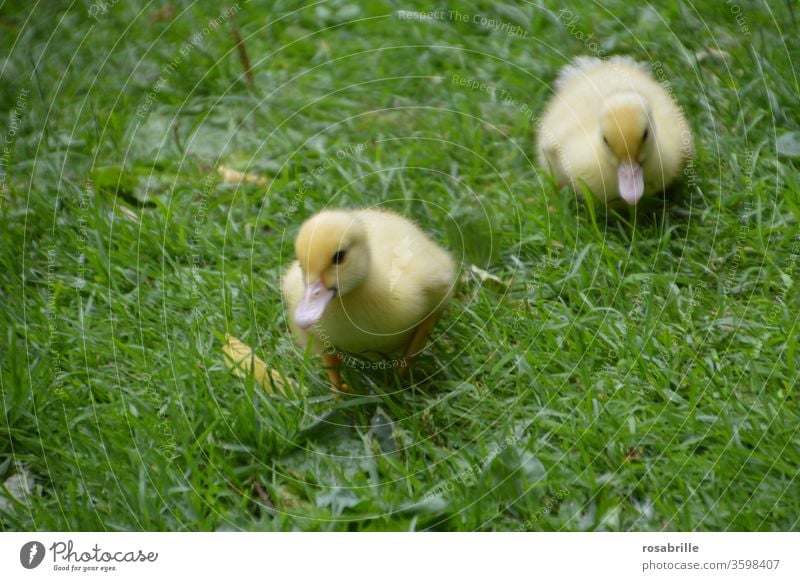 zwei flauschige Entenküken unterwegs im Gras Küken jung gehen laufen Wiese klein frisch geschlüpft Federn Flaum niedlich Babies Babys gelb Rasen Spaziergang