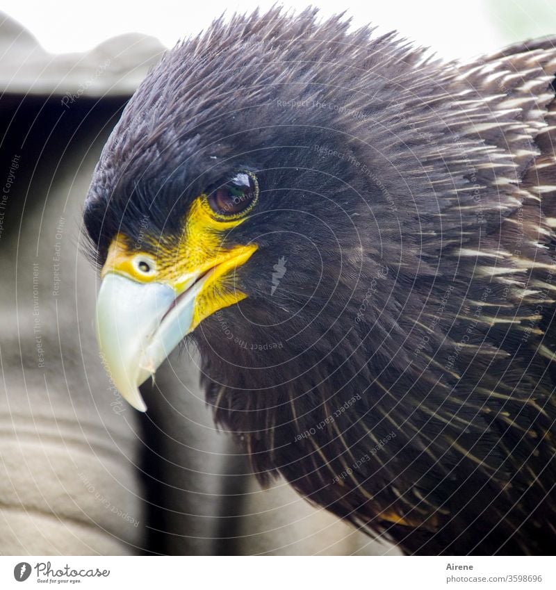 scharfer Blick Greifvogel Vogel Schnabel Tierporträt Jagd Wildtier beobachten warten natürlich groß Stolz selbstbewußt Kraft Wachsamkeit braun Natur