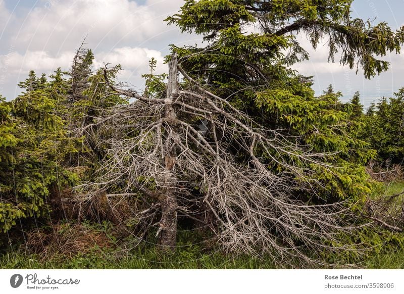 Toter Baum Totholz abgestorben Umwelt Natur Baumsterben Außenaufnahme Farbfoto Wald Menschenleer Waldsterben Klimawandel Umweltschutz Landschaft Forstwirtschaft
