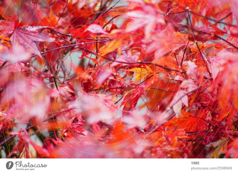 Der Ahorn in seinem Herbstkleid, strahlend rot ahornblätter Außenaufnahme Farbfoto Ahornblatt Baum Natur Menschenleer Tag Herbstlaub herbstlich mehrfarbig