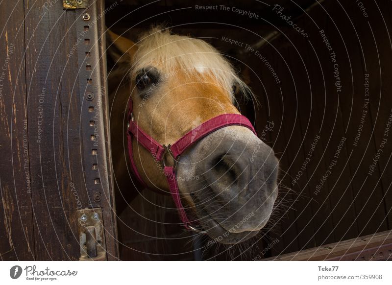 Neugieriger Kollege Tier Nutztier Pferd 1 authentisch Leben Freizeit & Hobby Freude Freundschaft Stall Farbfoto Außenaufnahme Menschenleer Totale