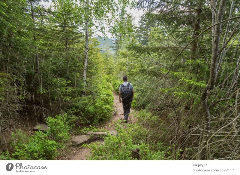 Ein Mann wandert durch den grünen Wald Wandern Waldweg Wanderweg Wanderung Erholung Natur Wanderer Pfad Pfälzerwald Sommer wandern Ferien & Urlaub & Reisen