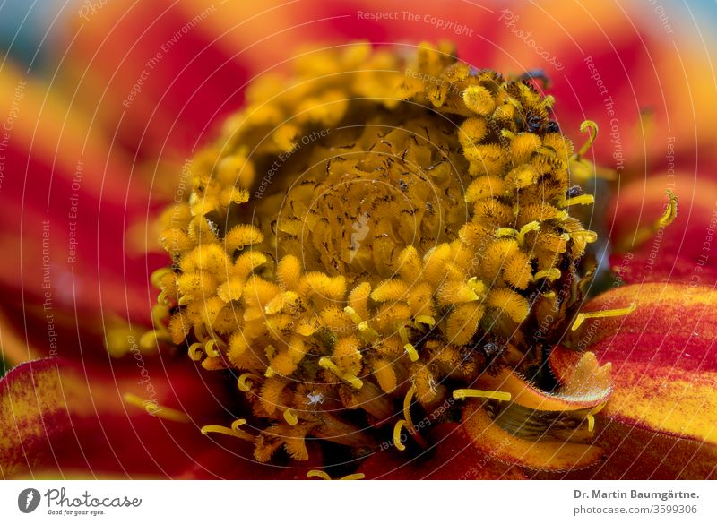 Bunte rot-gelbe Zinnia-Hybride Zinnie Blume Zwitter farbenfroh Nahaufnahme Blütenkopf Pflanze Verbundwerkstoffe Asterngewächse krautig Kraut jährlich