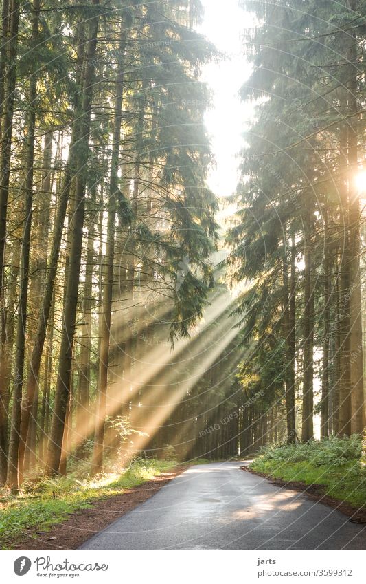 Sonnenaufgang im Spessart Sonnenstrahlen Nebel Wald Tannen Tannenwald Straße Baum Natur Außenaufnahme Farbfoto Landschaft Menschenleer Umwelt Sonnenlicht Licht