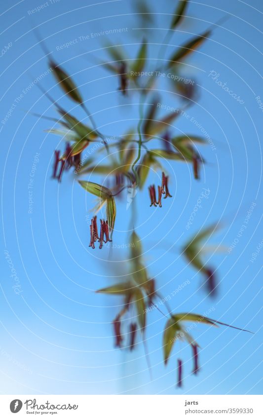Gras mit Samen vor blauem Himmel abstrakt grün sonnenschein Natur Pflanze Wiese Stengel Halm Wachstum Sommer Makroaufnahme Botanik Nahaufnahme