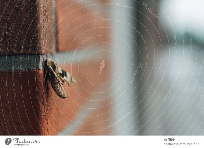 Der Lindenschwärmer (Mimas Tiliae) verweilt auf einer Backsteinmauer nachtaktiv Falter Schmetterling Insekt nachtfalter Tier