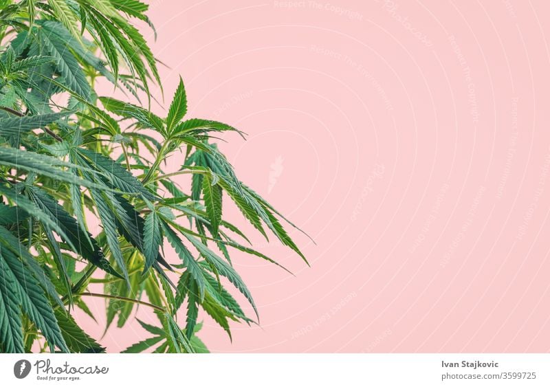 Cannabispflanze, Zweige von Marihuana vor rosa Hintergrund Missbrauch bunt Hanf Pflanze Sucht Schönheit Kraut Wachstum geblümt graphisch Dekoration & Verzierung