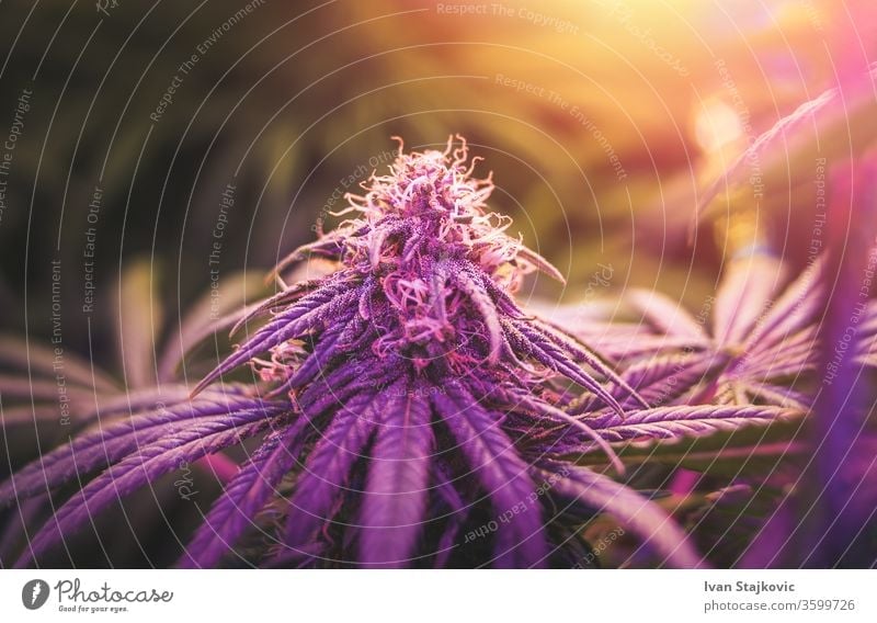 Nahaufnahme der Knospe der Cannabisblüte, die drinnen unter violettem Licht angebaut wird Legalisierung Tetrahydrocannabinol Knospen Blume Bröckchen Kristalle