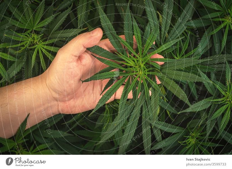 Vollständiger Rahmen einer in der Hand gehaltenen medizinischen Cannabispflanze Umwelt Blume Schönheit Gras grün Pflanze Reinheit Wachstum liquide Tröpfchen
