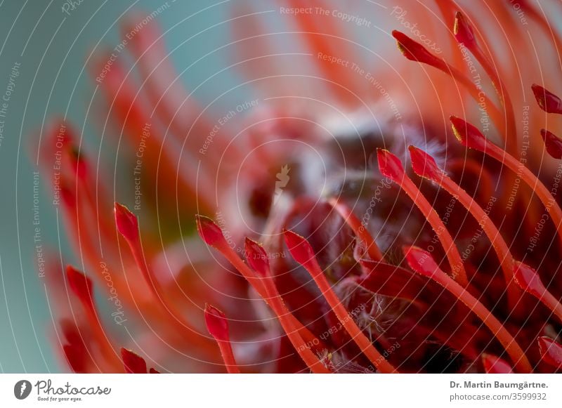 Südafrikanische Leucospermum cordifolium, Proteaceae, ein Strauch der Fynbos-Vegetation Leukospermum Wackel-Nadelkissen Südafrikaner Blütenkopf Blütezeit