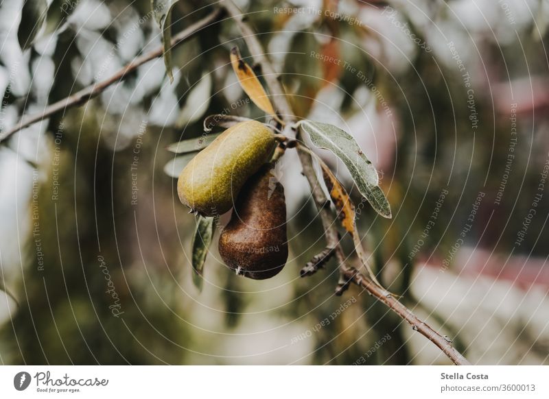 Detailaufnahme eines Birnbaums Obst Birne Frucht wachstum Gesundheit Ernährung Lebensmittel Farbfoto grün lecker frisch Bioprodukte Gesunde Ernährung Natur