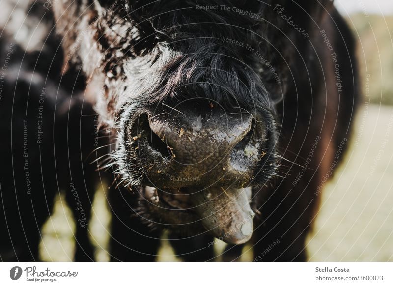 Detailbild einer Kuh die die Zunge rausstreckt Nahaufnahme Detailaufnahme Makroaufnahme makro Tier Farbfoto Natur Tierporträt Umwelt Nutztier