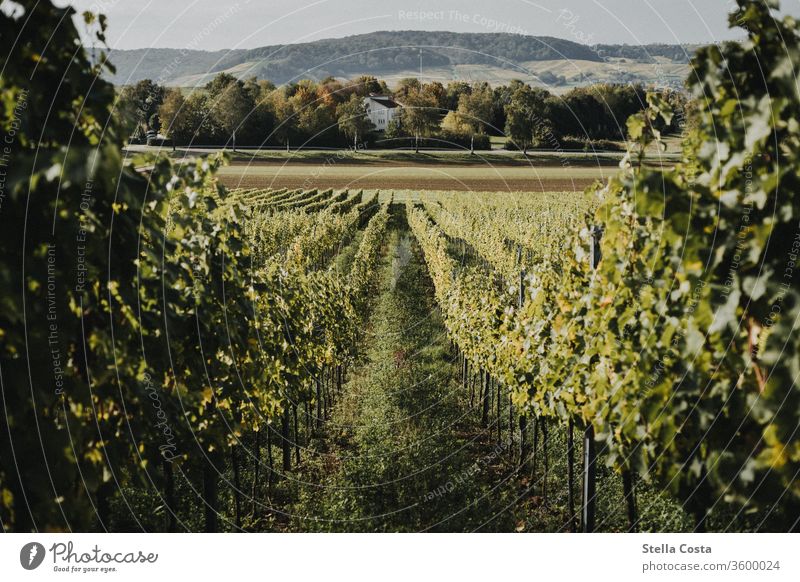 Blick in den Herbstlichen Weinberg Weinreben weite Panorama (Aussicht) Außenaufnahme Natur Landschaft Farbfoto Weintrauben Menschenleer Pflanze Reben weinanbau