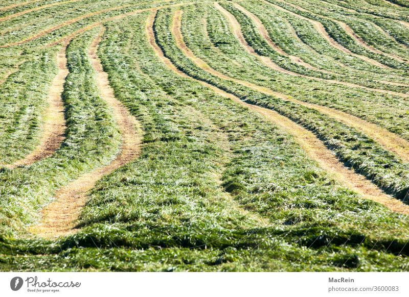 Reifenspuren auf einer Wiese ackerland reifenspuren treckerspuren wiese landwirtschaft agrar Agrarwirtschaft agrarindustrie Agrarland Außenaufnahme