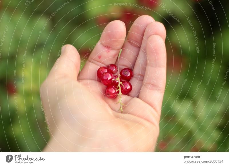 Frisch gepflückt- Hand hält Johannisbeeren im Garten gesund habd pflücken garten eigenanbau obst frucht rot frisch Sauer Lebensmittel Ernte reif fruchtig