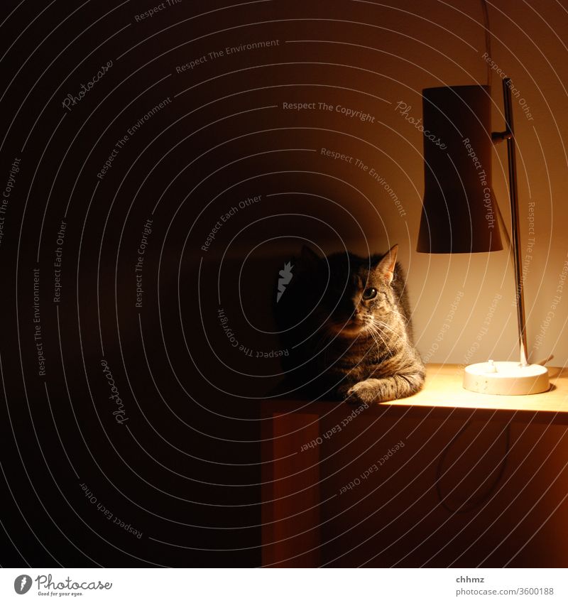 Warten auf Erleuchtung Katze leuchten Licht Schatten Tier Blick Menschenleer Nachttisch Lampe Halbschatten Wärme Innenaufnahme Haustier Kunstlicht Kater