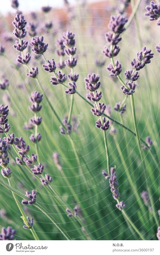 Lavendel hochkant Pflanze Blüte violett Duft Natur Blume Farbfoto Sommer Schwache Tiefenschärfe Außenaufnahme Tag Blühend grün Menschenleer Heilpflanzen Farbe
