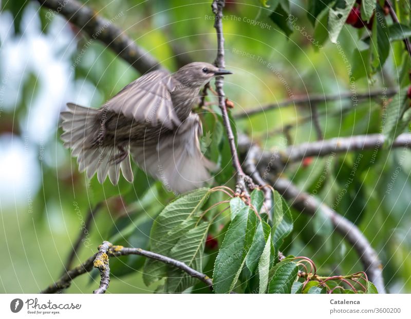 Ein Star beim Landeanflug auf einen Kirschbaum Tier Vogel Stare Pflanze Ast Kirsche Steinobst Rot Grün Baum Frühling schauen Natur Flora Fauna Grau fliegen