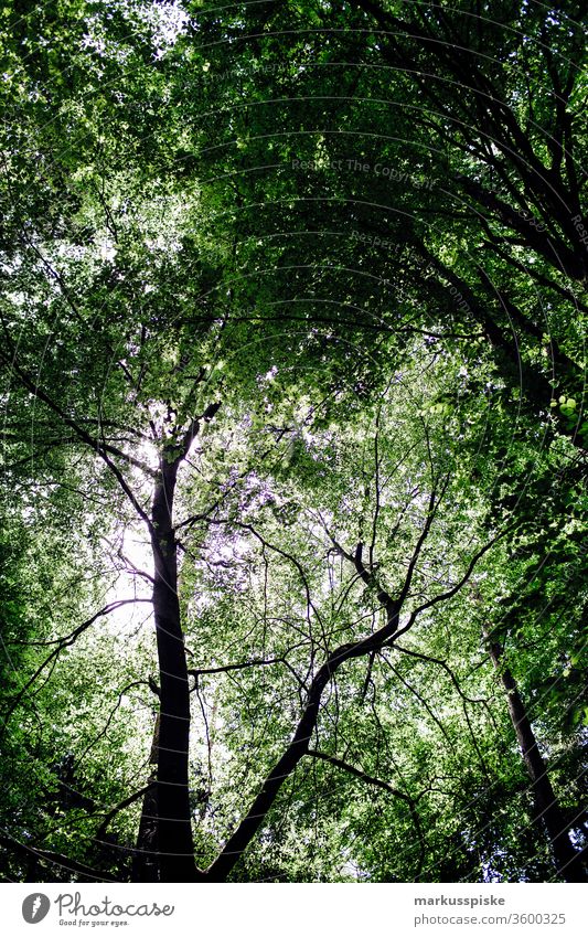 Wald Blätter Waldstimmung Äste und Zweige Blätterdach grün Naturschutzgebiet