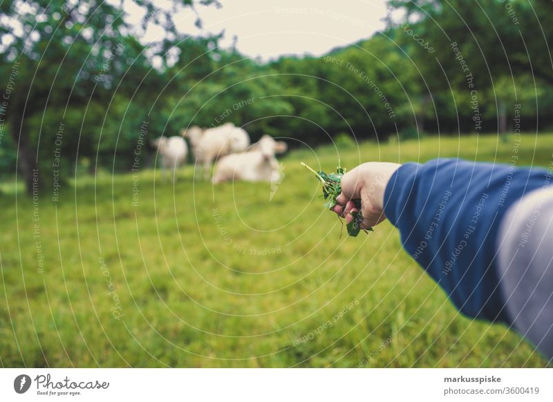Kuhweide Weiderind Charolais französisch Rinderrasse rinder grasen Landwirtschaft milchvieh milchwirtschaft fressend