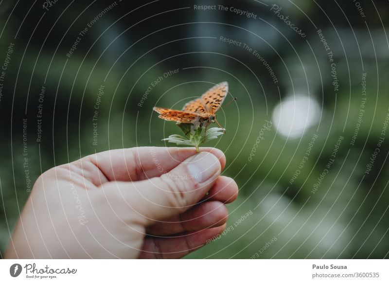 Blatthaltende Hand mit Schmetterling Schmetterlinge Natur zerbrechlich Zerbrechlichkeit Umwelt Insekt Nahaufnahme Tier Farbfoto Tag Wildtier Flügel Butter-Vlies