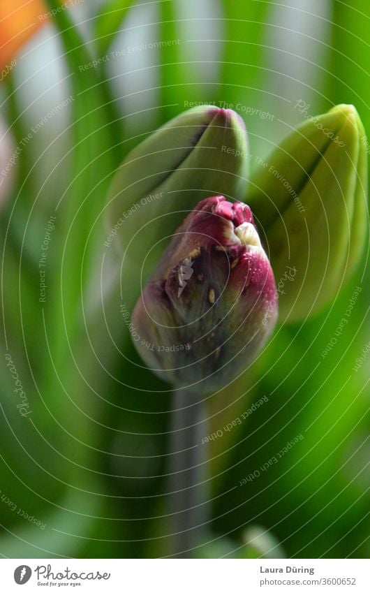 Geschlossene Tulpenköpfe Nahaufnahme hellgrün Frühlingsgefühle stilvoll offenbarung Blumen Reifezeit Raum sein Ruhe Pflanzenteile Frühlingsboten Meditation