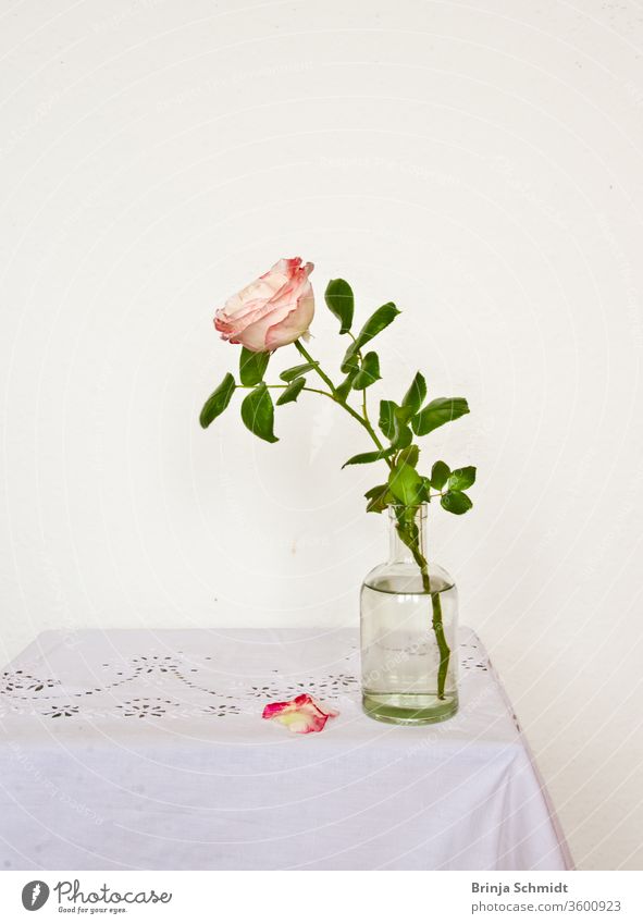 Stilleben einer schönen, fragilen einzenen rosa Rose, in einer Vase vor hellem Hintergrund, wobei zwei Blütenblätter auf den Tisch gefallen sind zerbrechlich