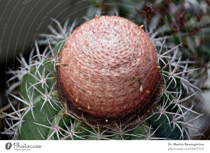 Ausgewachsener Melocactus matanzanus aus Kuba Melokaktus Kaktus Cephalium reif Blütenzone Pflanze Sukkulente ornamental Zimmerpflanze