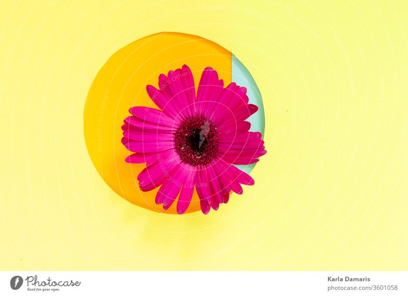 Rosa Blume auf gelbem Hintergrund mit Rosa und Violett, Pop Art, abstrakt, dekorativ und minimal Roséwein künstlerisch Geschenk gebraten Ei Bratpfanne kreativ