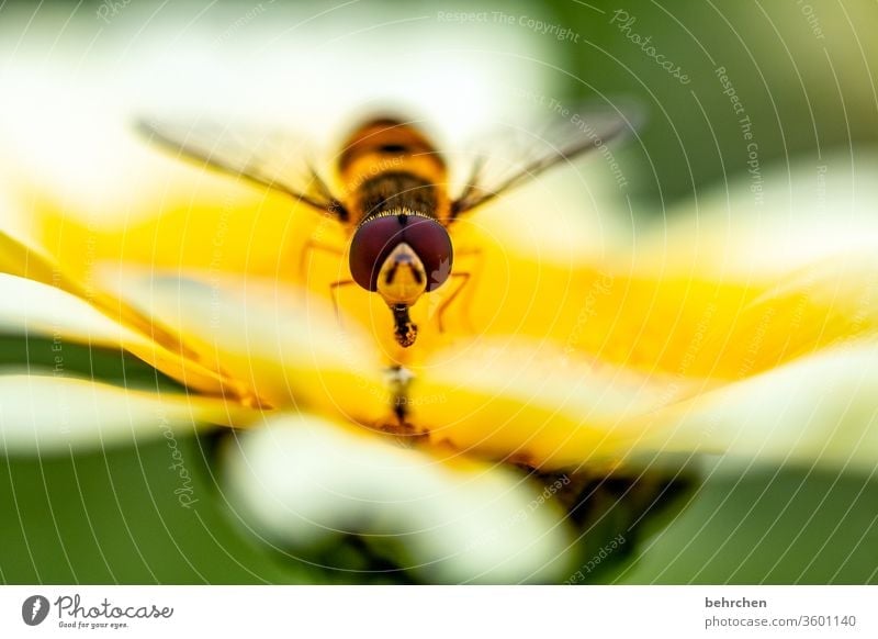 schlaraffenland Nahaufnahme Wiese schön Landschaft Wärme Umwelt Blütenblatt Flügel fliegen Biene Hummel Garten Blütenstaub Sonnenlicht prächtig leuchtend Blume