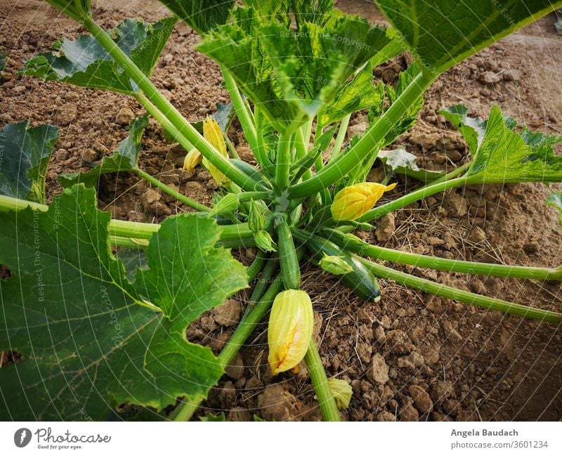 Eigenes Bio-Gemüse anbauen: grüne Zucchini Zucchiniblüte Zucchinipflanze Garten Gemüsegarten gemüseanbau Vegetarische Ernährung Bioprodukte Lebensmittel frisch