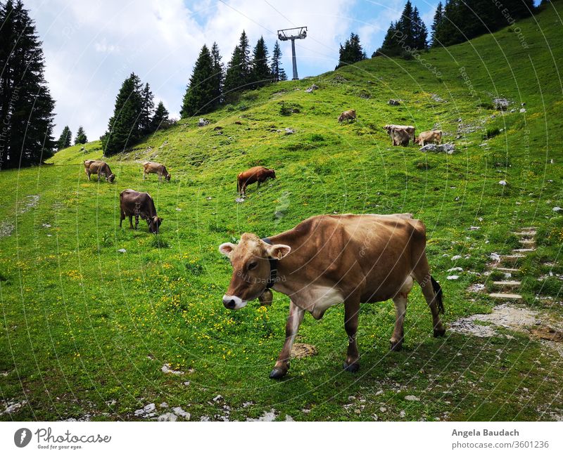 Alpenrinder in den Bergen Schwarte Kuhkopf (Berg) kuh Glocke Kuhglocke Grün Wiese alpenländisch Alpenglühen Fernweh wandern Wanderung Natur