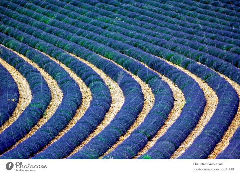 Valensole: Lavendelfelder Frankreich Provence Ackerbau Schönheit Kosmetik kultivieren Bodenbearbeitung Kurve Feld Blume Duft wachsend Juli Landschaft natürlich