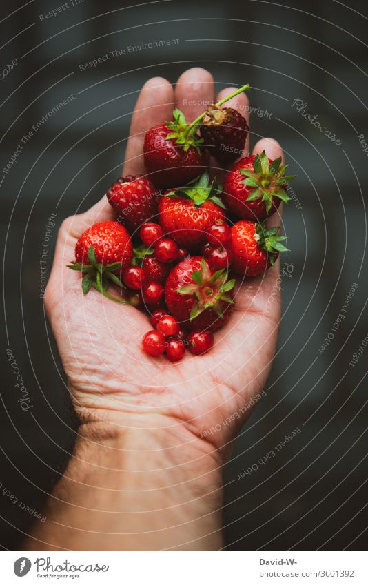 frische Beeren aus dem Garten in der Hand halten Erdbeeren Johannisbeeren Himbeeren fruchtig rot saftig lecker gesund Vitaminreich Vitamine Gesunde Ernährung