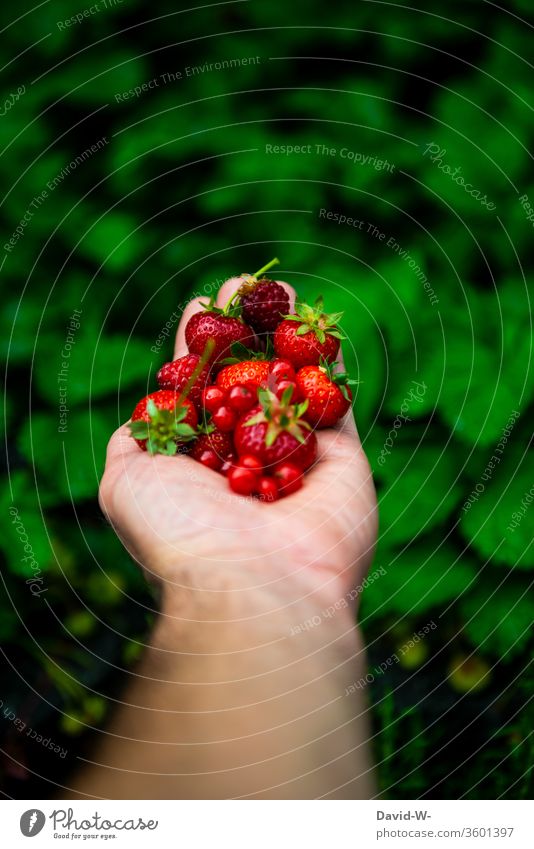verschiedene rote Obstsorten in einer Hand Erdbeerzeit Frucht Vogelperspektive Hintergrund neutral Starke Tiefenschärfe obstsorten Beerenfrucht schön ästhetisch