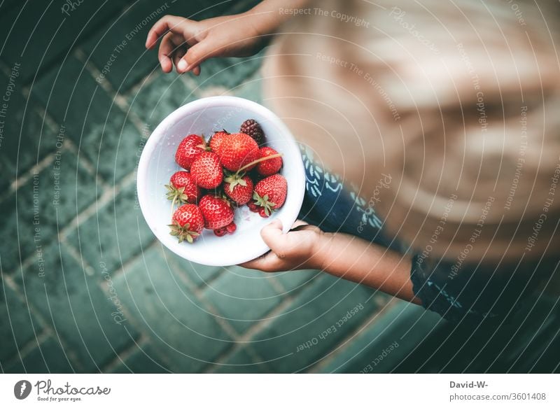 ein Schälchen mit roten Beeren selbst gesammelt Mädchen Schale Erdbeeren fruchtig lecker gesund vitamine garten Frucht frisch Lebensmittel Farbfoto Sommer süß