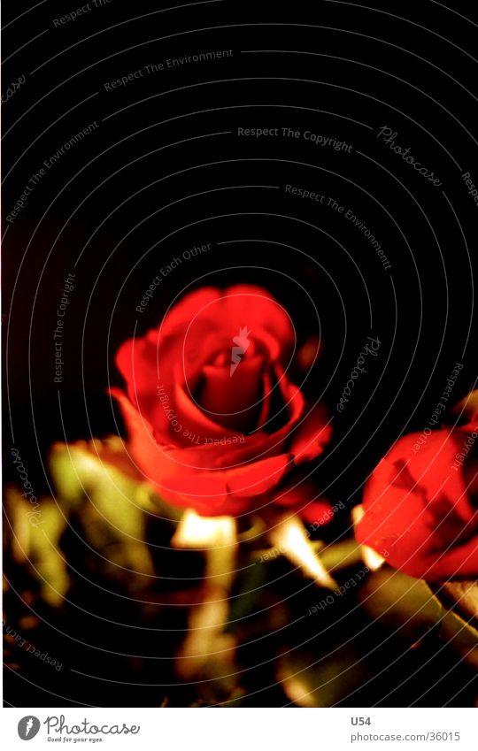 Rosè Blume Pflanze Rose Blüte Frühling Blühend rot Stengel Natur Leben Sonne Valentinstag