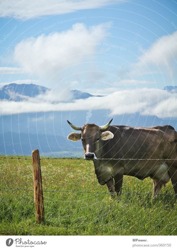 alpen.milcherzeuger Tier Nutztier 1 Fernweh gefräßig Kuh Weide Alpen Allgäu Berge u. Gebirge Gras Zaunpfahl Stacheldrahtzaun Euter Horn Wolkenhimmel