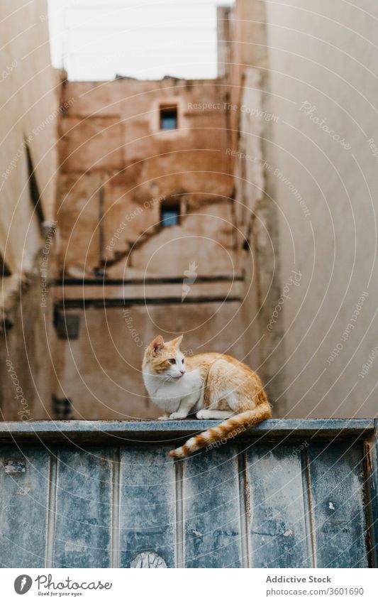 Katze entspannt sich auf der Steinmauer eines alten Gebäudes auf der Straße sich[Akk] entspannen heimatlos Großstadt Ingwer Tabby Steinwand Stadt gealtert ruhen