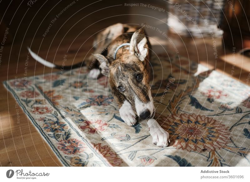 Spanischer Windhund zu Hause auf Teppich spanischer Galgo Hund spanischer Windhund heimwärts niedlich Lügen gemütlich heimisch Haustier Eckzahn bezaubernd Stock
