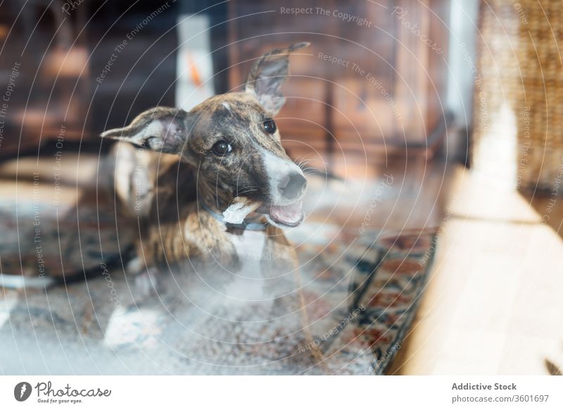 Spanischer Windhund zu Hause auf Teppich Hund schlafen spanischer Galgo Welpe spanischer Windhund heimwärts Kissen Lügen niedlich weich heimisch gemütlich