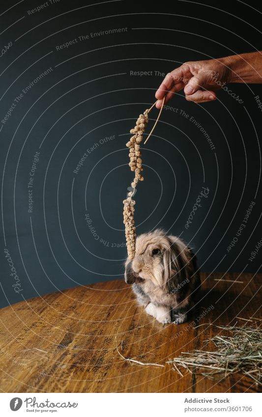 Getreide-alter Mann spielt mit Schlagkaninchen spielen Kaninchen Hase lop bezaubernd Fussel Wohnzimmer Heu gealtert männlich heimisch Senior niedlich Tier