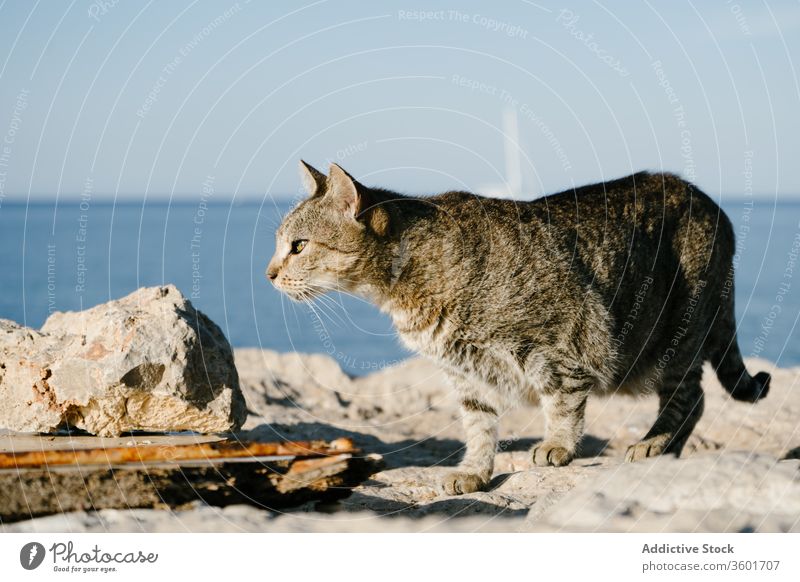 Tabby-Katze beim Spaziergang entlang der steinigen Meeresküste Meeresufer Stein Meereslandschaft sonnig Felsen heimatlos Tier Streifen rau Boden Haustier