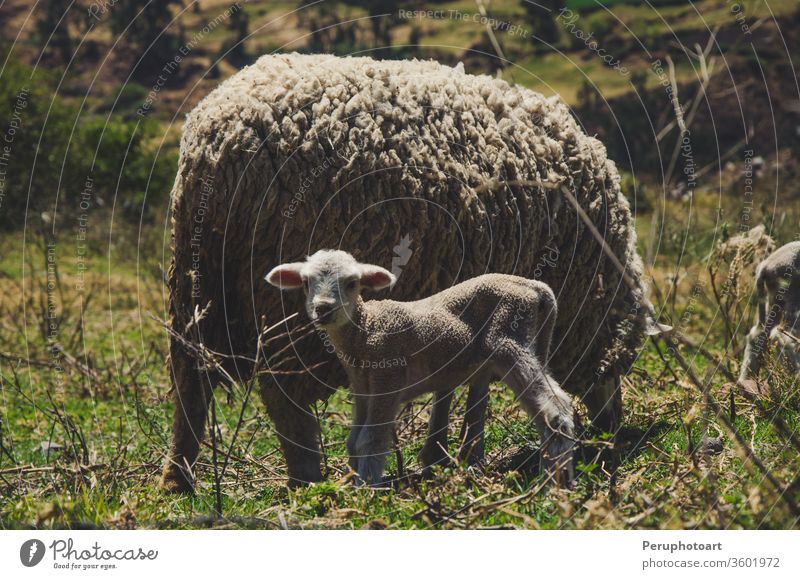 Ein kleines Schaf und seine Mutter Lamm Tier Bauernhof weiß wenig Natur füttern jung Hintergrund niedlich blau Frühling Baby fluffig Wolle Viehbestand Himmel