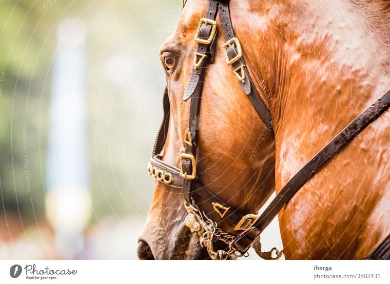 Porträt eines Pferdes auf der Außenseite Blick niemand Erwachsener Tier Hintergrund schön Schönheit braun Nahaufnahme Farbe niedlich Reiterin pferdeähnlich Auge