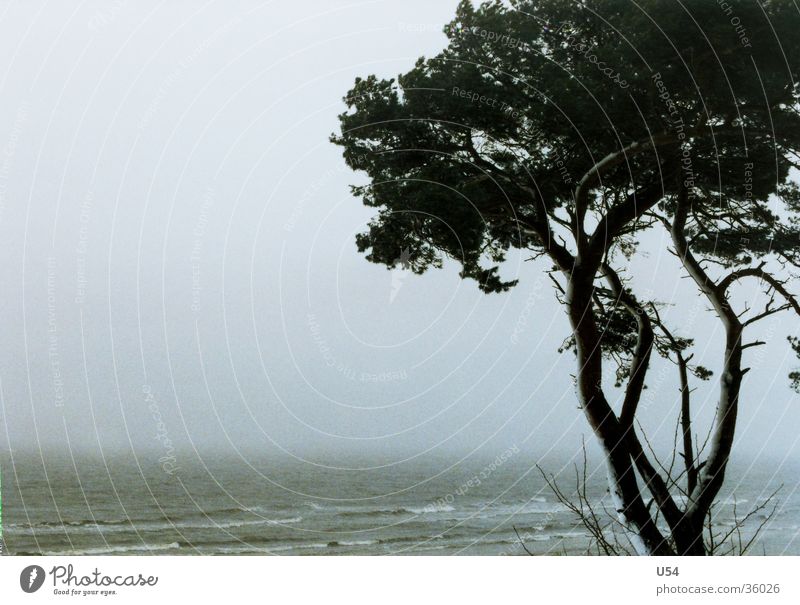 Küstennebel Winter Sturm Baum Strand Wellen Ostsee Wind Sand Wasser