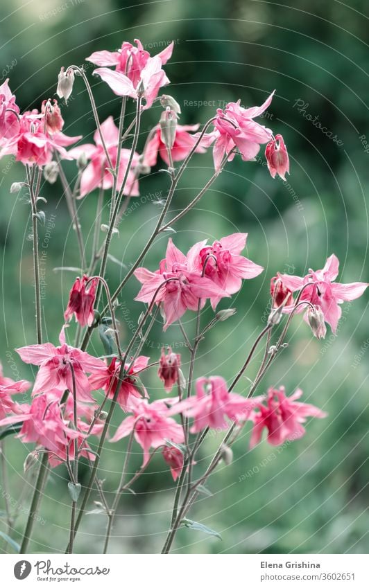 Rosa Aquilegia-Blüte in Nahaufnahme. Akelei rosa Blumen Überstrahlung Blütenblatt Blütezeit Sommer geblümt Hintergrund natürlich Gartenarbeit schön grün