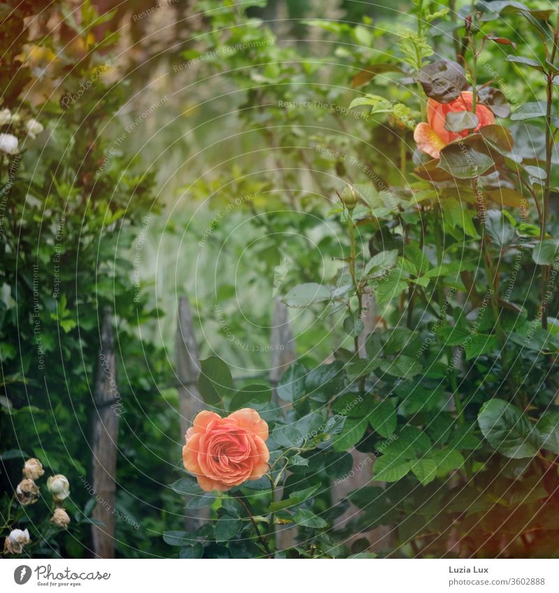 Voll erblühte, leuchtend orange Rose am Gartenzaun und Sonnenschein nach Regen Rosenblüte Licht Farbfoto Blume Blüte Pflanze Menschenleer Außenaufnahme Blühend