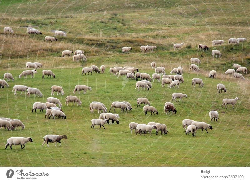 Schafherde grast auf einer großen Wiese Tier Nutztier Herde Tiergruppe Landschaft Wolle Natur Umwelt Weide Landwirtschaft Schafe Außenaufnahme Farbfoto