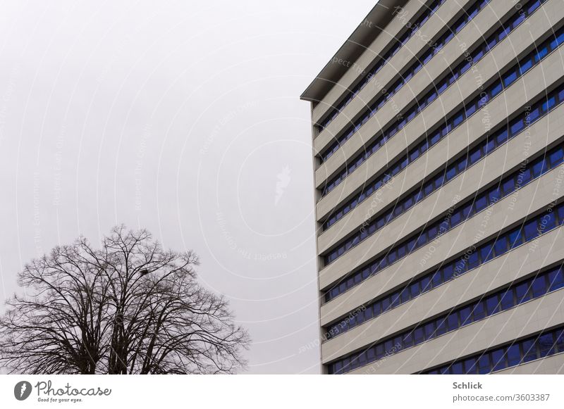 Größenwahn, kahler Lindenbaum mit Nest und modernes Bürogebäude Gebäude Baum Größenvergleich Äste Himmel bedeckt grau blau schwarz nest Vogelnest hoch massiv